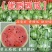 【西瓜】新鲜上市品质好价格低视频看货【代发全国】