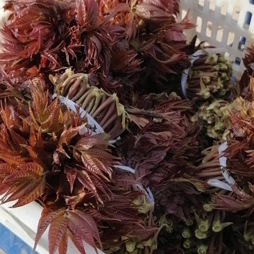 红香椿芽纯野生。质量保证。产地直发。支持线上交易