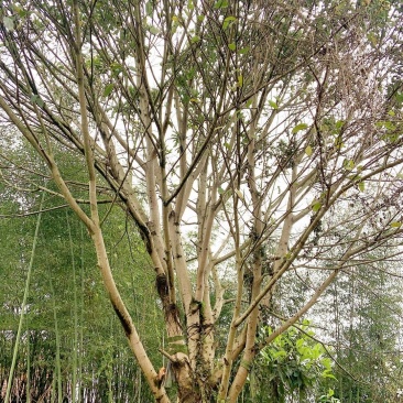 大量供应黄葛树大叶榕黄葛树大叶榕