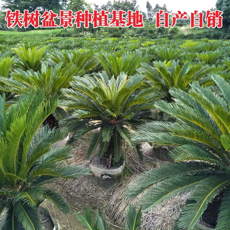 铁树盆景带原土发货庭院门口植物四季常青净化空气