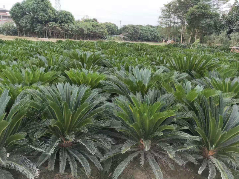 铁树盆景带原土发货庭院门口植物四季常青净化空气