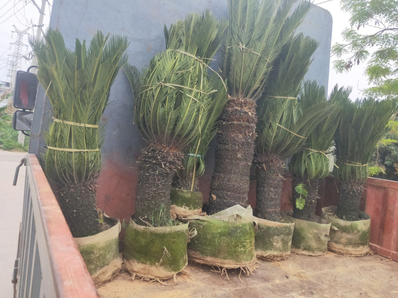 铁树盆景带原土发货庭院门口植物四季常青净化空气
