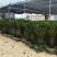 铁树盆景带原土发货庭院门口植物四季常青净化空气