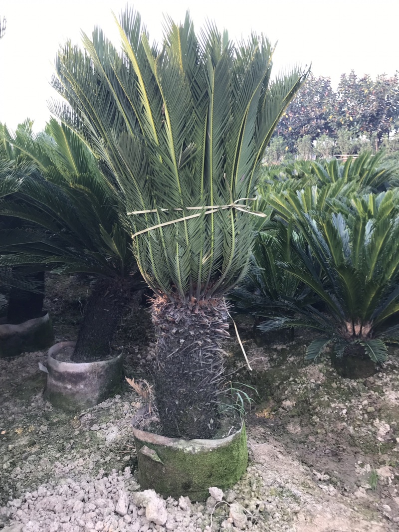 铁树盆景带原土发货庭院门口植物四季常青净化空气
