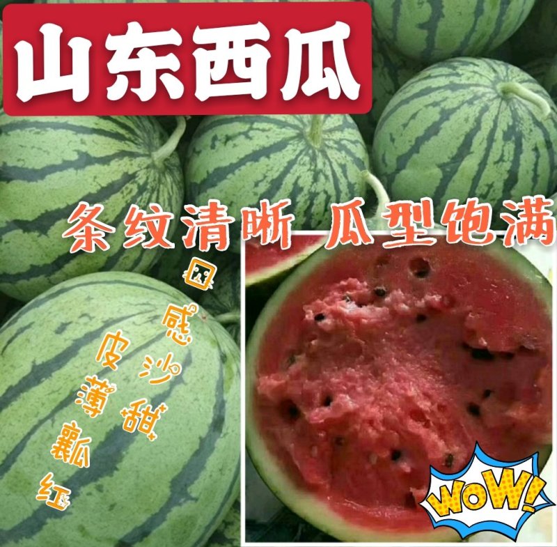 【热卖】西瓜头茬瓜品质好价格低【视频看货代发全国】