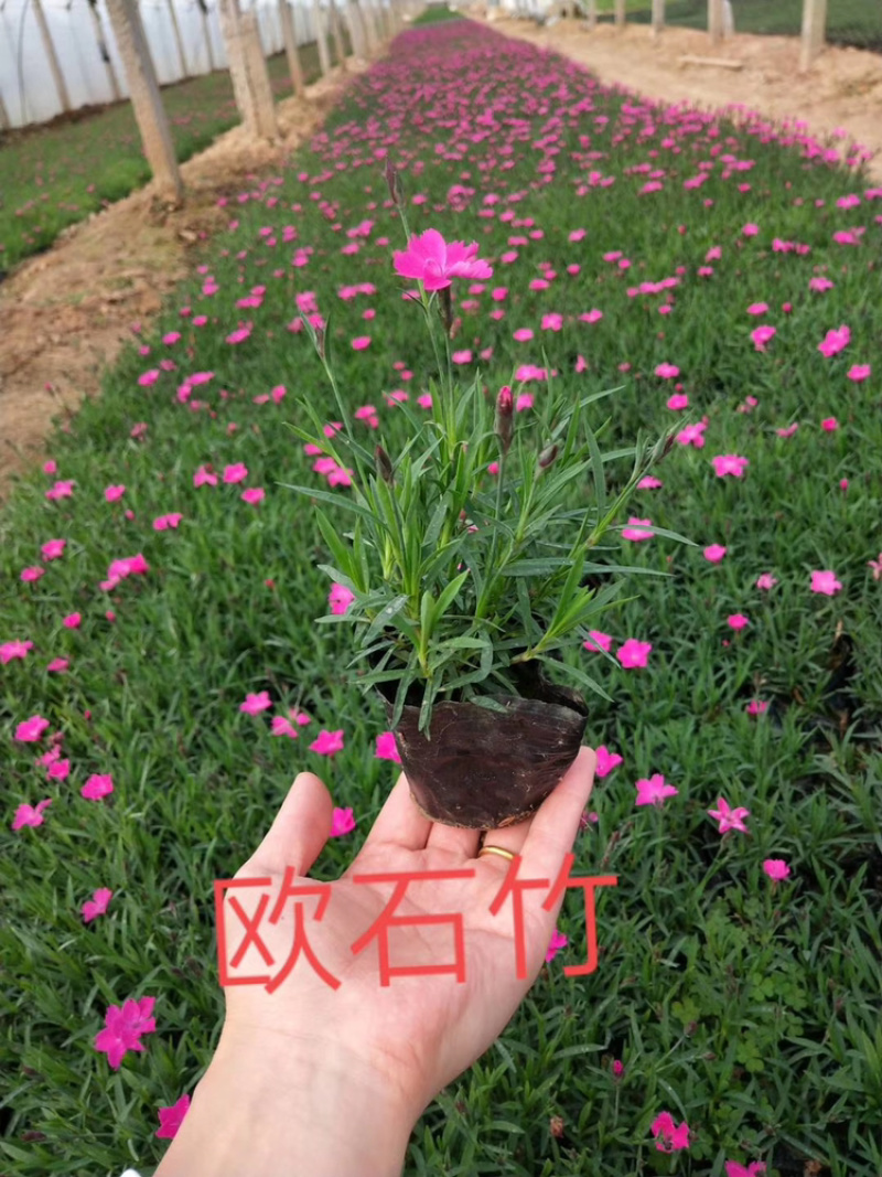 欧石竹
