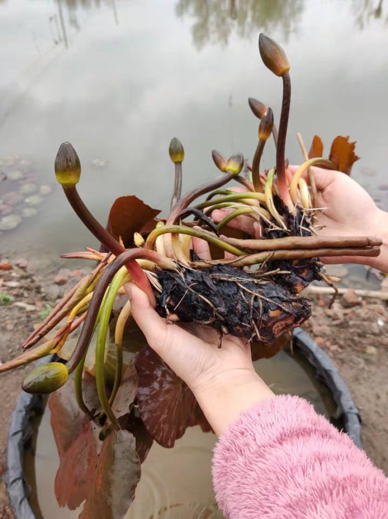 睡莲花带花苞水养睡莲水生植物缸盆栽蓝睡莲根块根茎水培植物