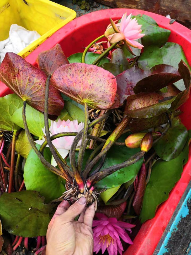 睡莲花带花苞水养睡莲水生植物缸盆栽蓝睡莲根块根茎水培植物