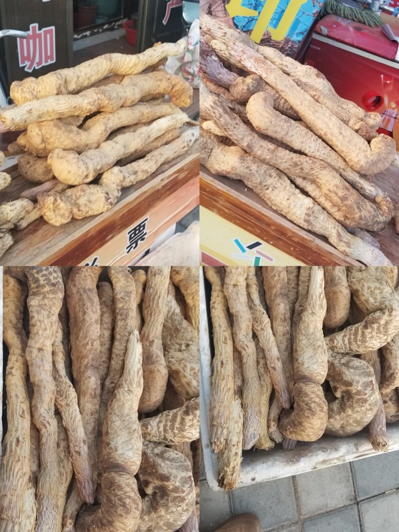 野生锁阳野生肉苁蓉