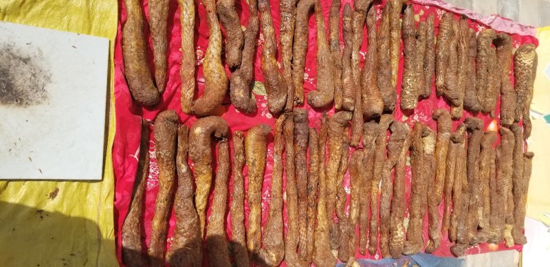 野生锁阳野生肉苁蓉