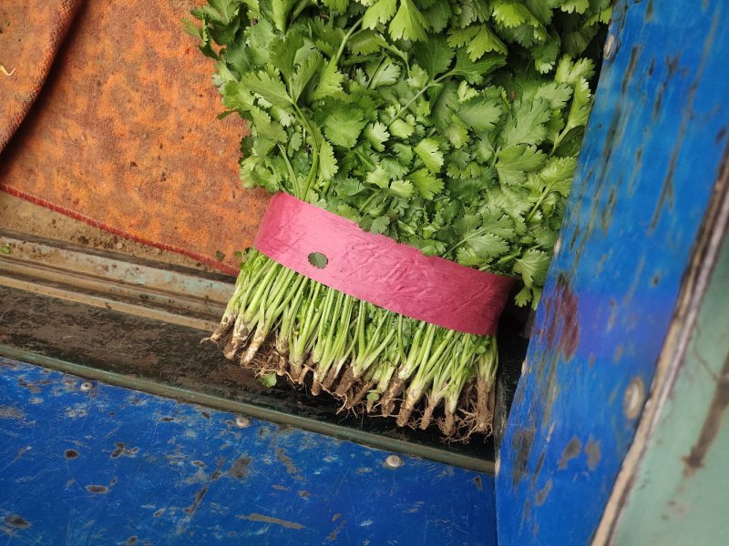 【香菜】精品大叶香菜产地保质保量供应全国