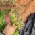 【香菜】精品大叶香菜产地保质保量供应全国