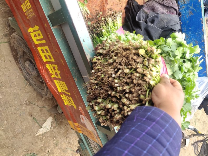 【香菜】精品大叶香菜产地保质保量供应全国