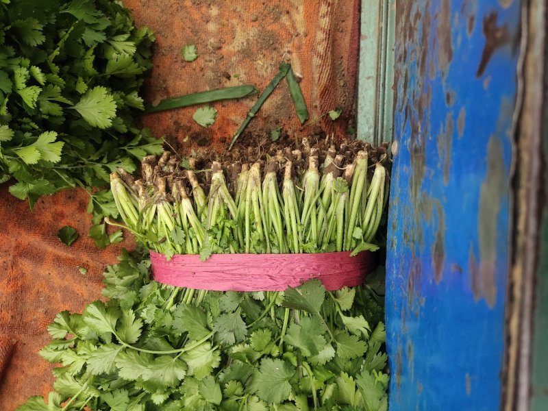 【香菜】精品大叶香菜产地保质保量供应全国