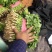 【香菜】精品大叶香菜产地保质保量供应全国