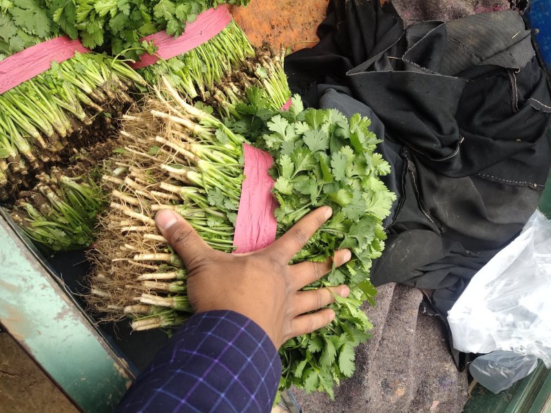 【香菜】精品大叶香菜产地保质保量供应全国