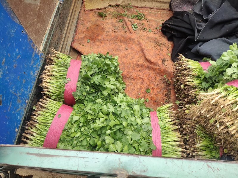 【香菜】精品大叶香菜产地保质保量供应全国