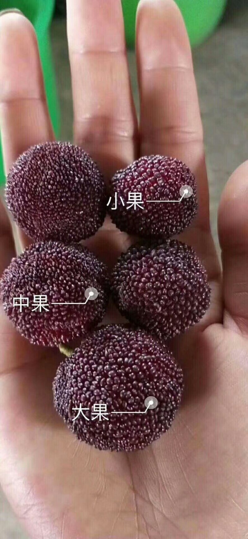 杨梅