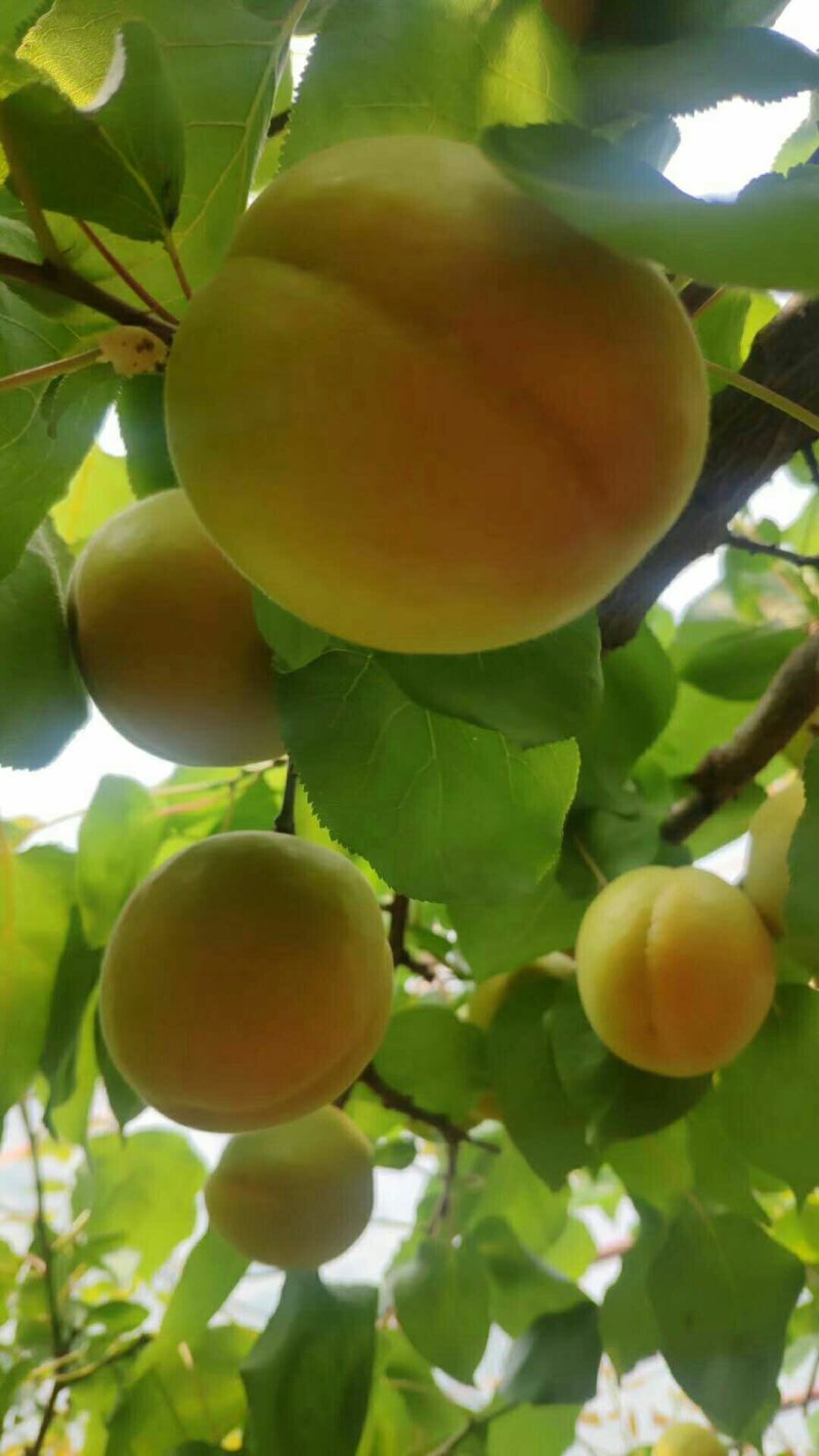 大黄杏金太阳丰源红贵妃仰韶凯特