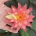 睡莲，大睡莲带花苞盆栽池塘小睡莲花根块水池水培植物四季