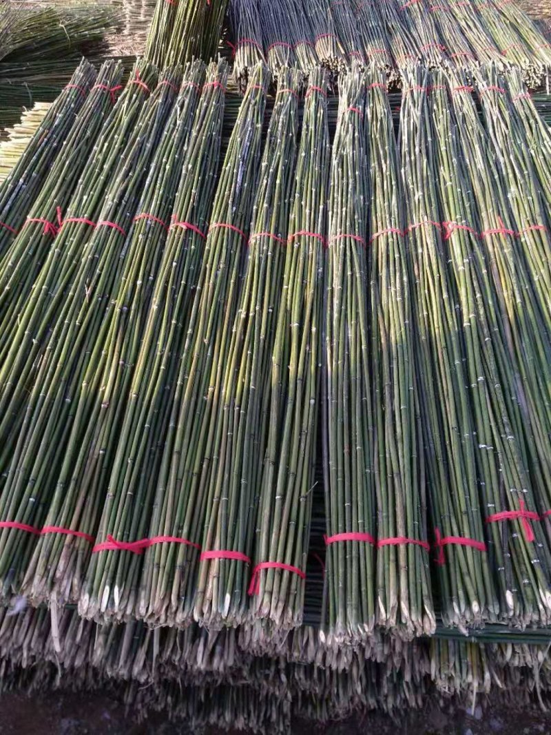 竹竿批发
