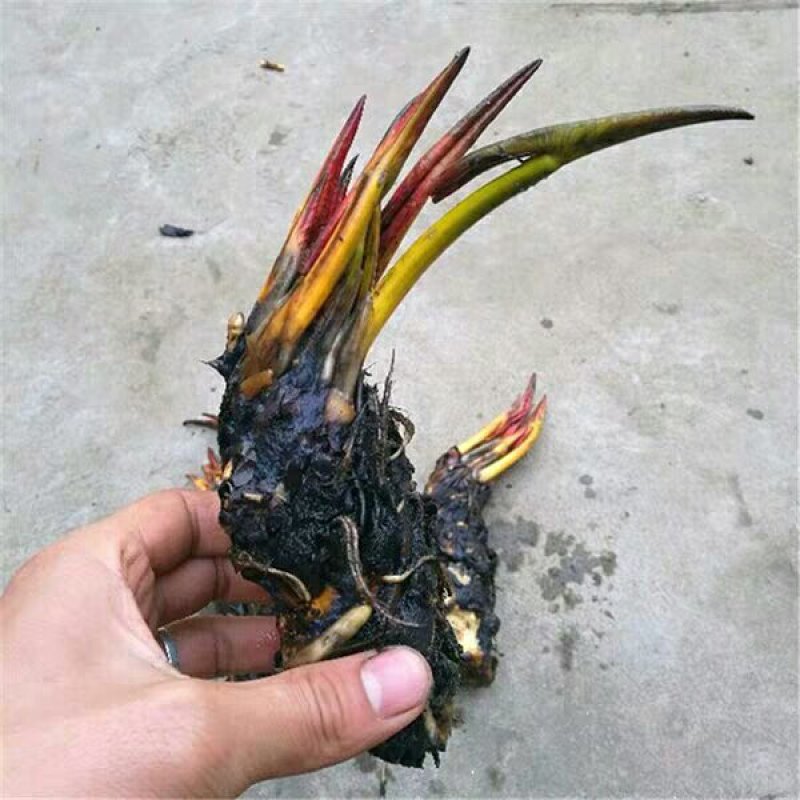 睡莲种苗睡莲带花苞盆栽池塘小睡莲根块根茎水池水培植物四季