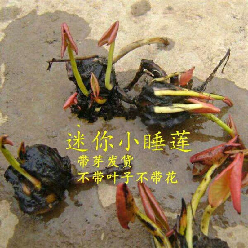 睡莲种苗睡莲带花苞盆栽池塘小睡莲根块根茎水池水培植物四季