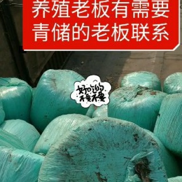 青储黄饲料，牛羊草，一次性直接打包，不带玉米粒