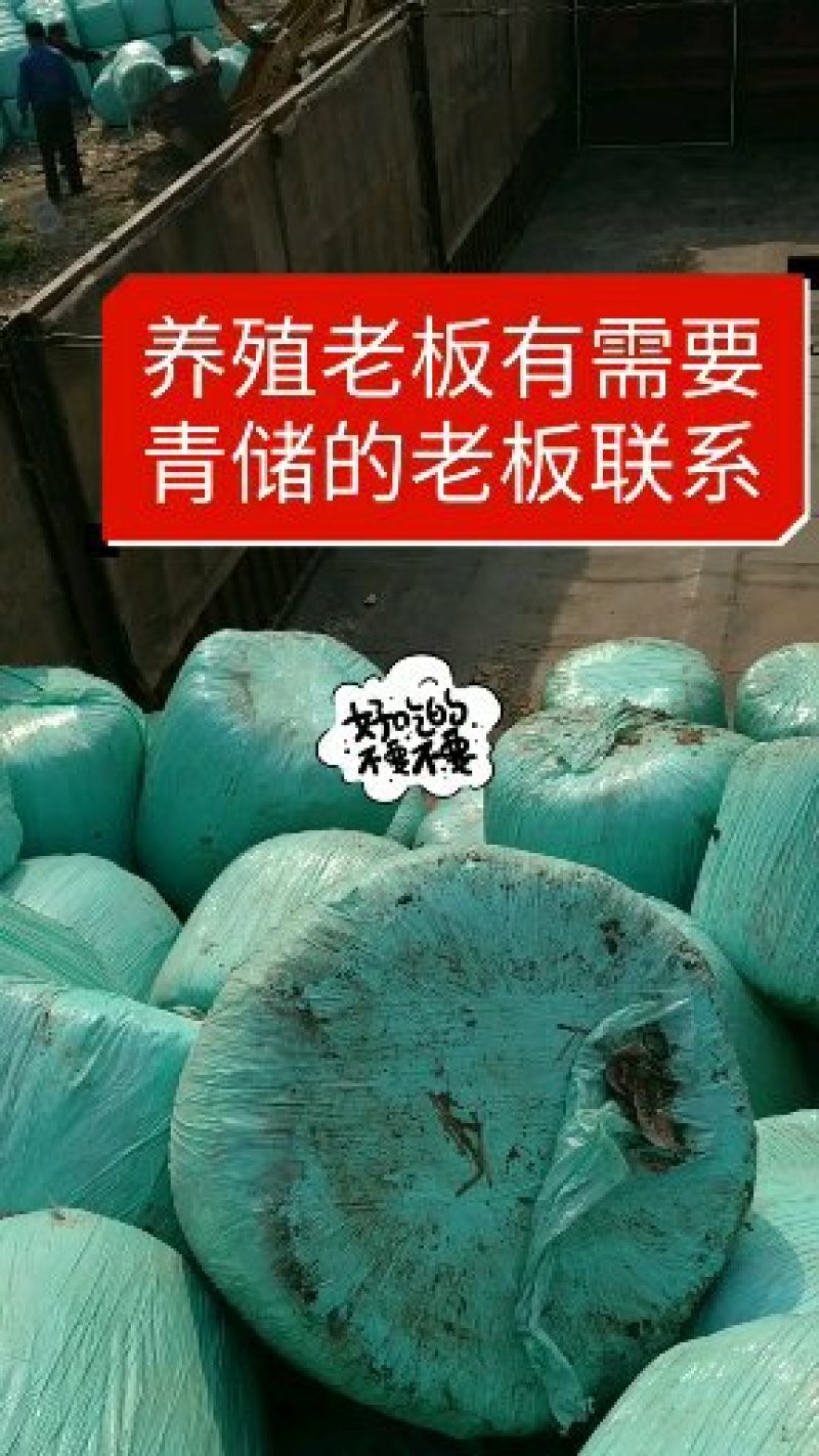 青储黄饲料，牛羊草，一次性直接打包，不带玉米粒
