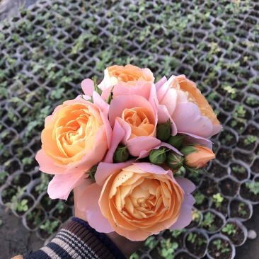 欧洲月季营养杯苗中苗批发零售