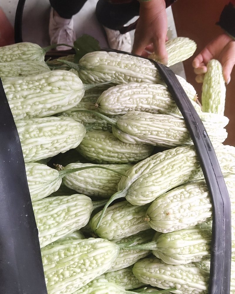 苦瓜