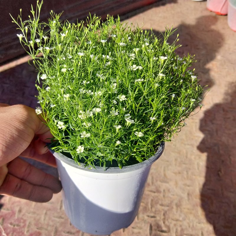 精品婚纱满天星四季易活花草盆栽观赏花开花机器