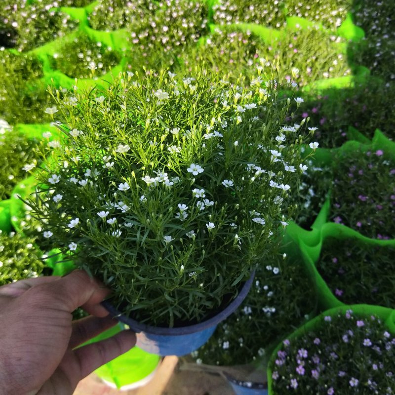精品婚纱满天星四季易活花草盆栽观赏花开花机器