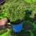精品婚纱满天星四季易活花草盆栽观赏花开花机器