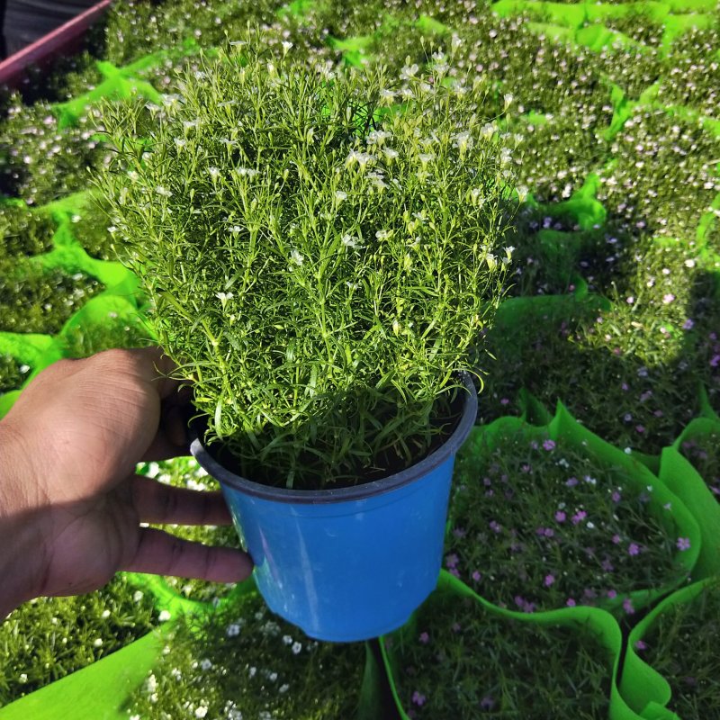 精品婚纱满天星四季易活花草盆栽观赏花开花机器