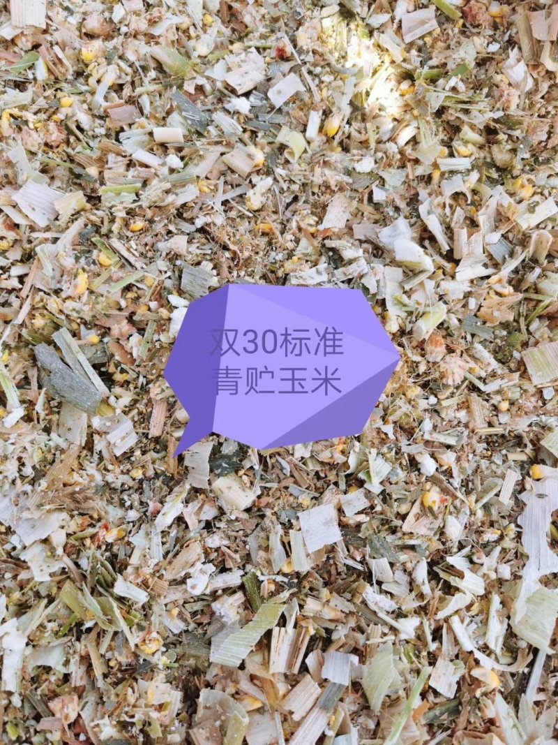 全株