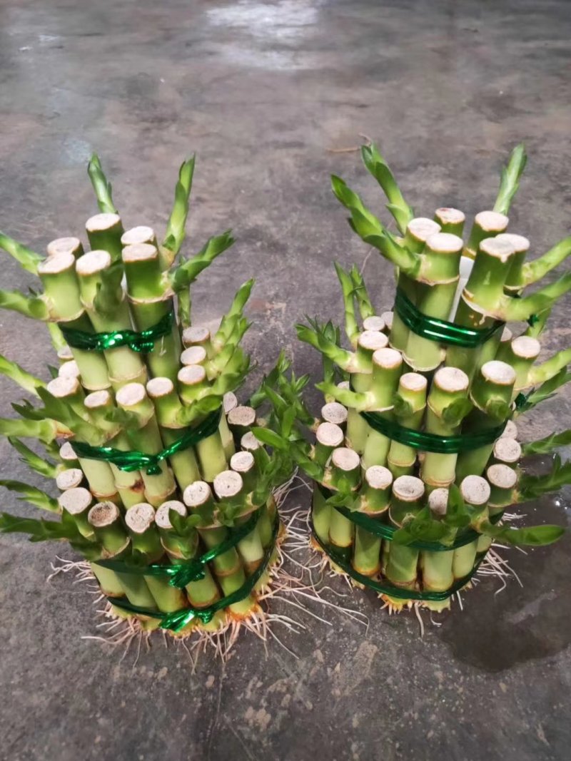 塔竹节节高开运竹带根水培植物