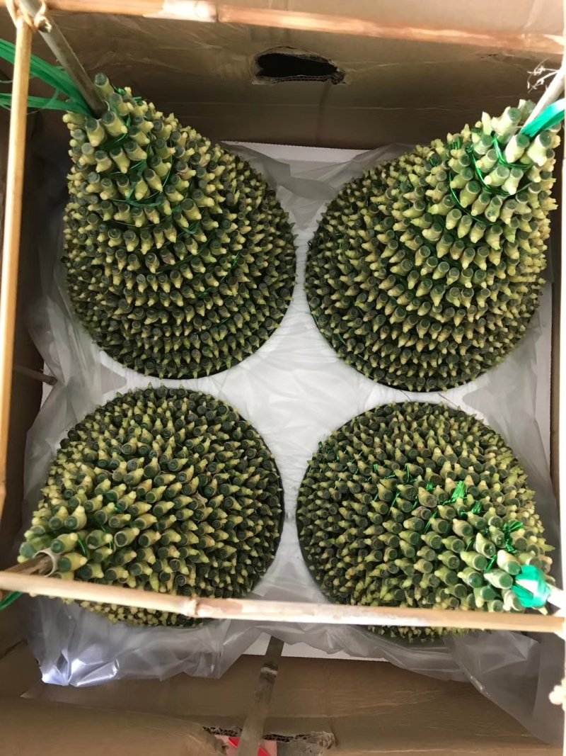塔竹节节高开运竹带根水培植物