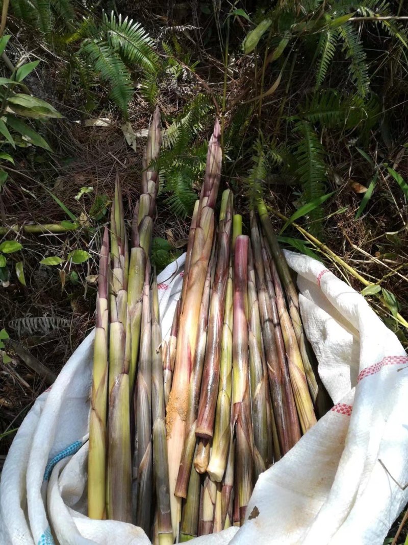 大山天然鲜嫩小竹笋。