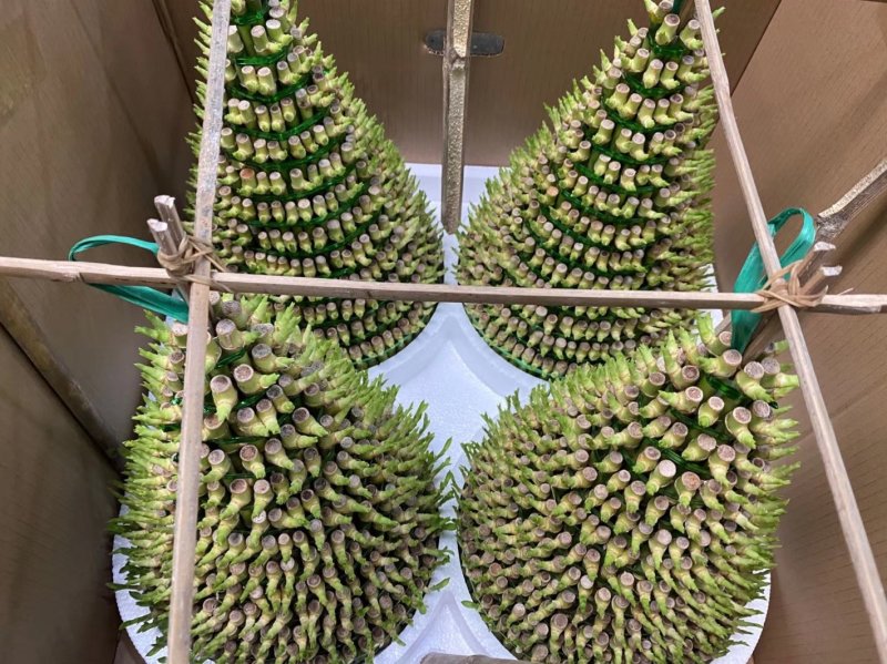 塔竹节节高开运竹带根水培植物