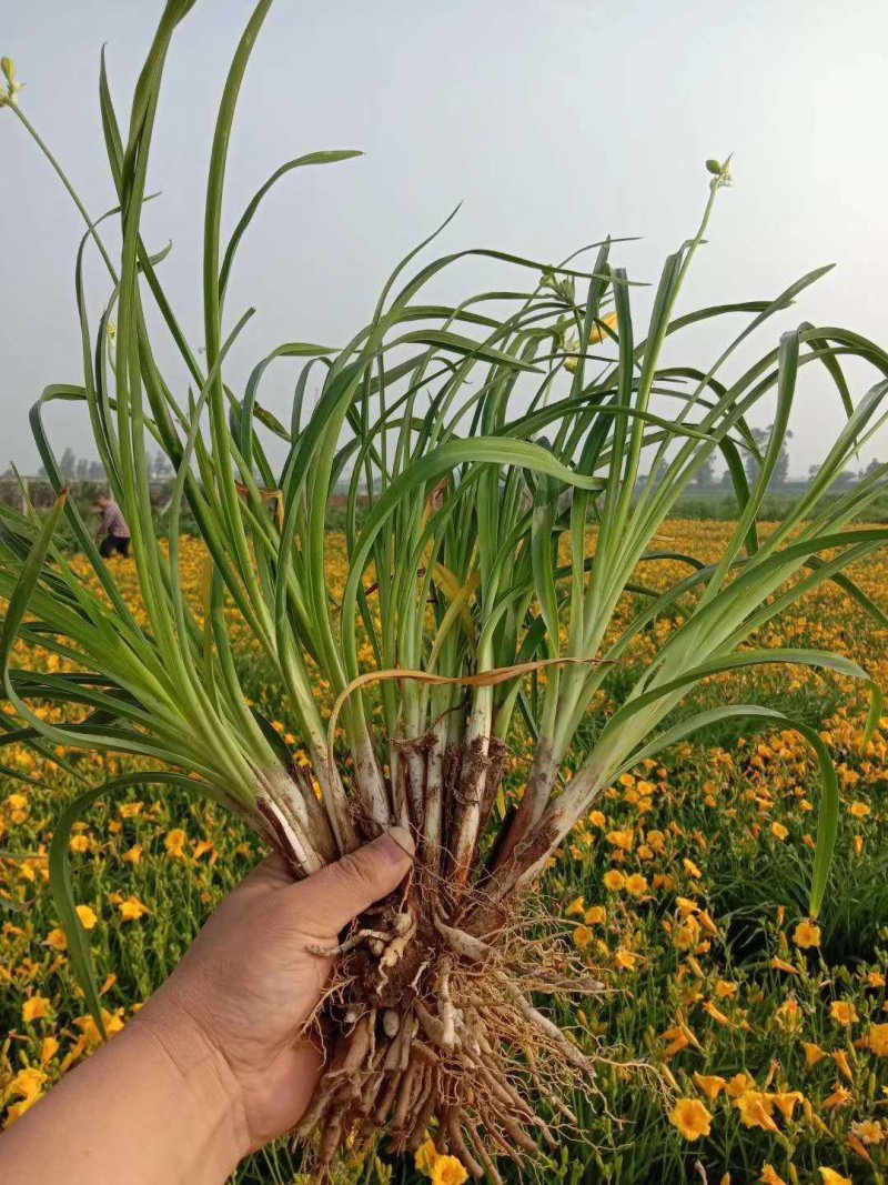 本苗圃批发出售大量金娃娃萱草绿化苗工程苗