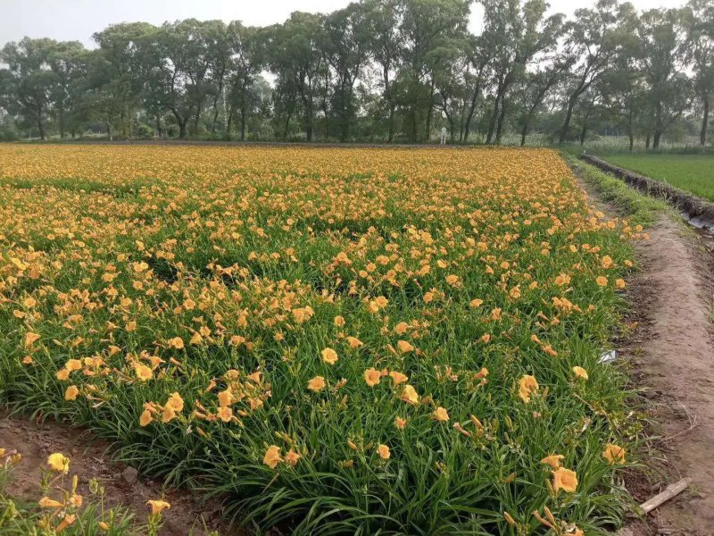 本苗圃批发出售大量金娃娃萱草绿化苗工程苗