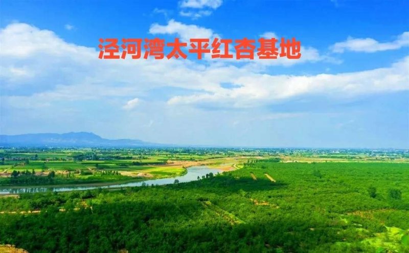 泾阳南源丰园红杏果大色艳口感好