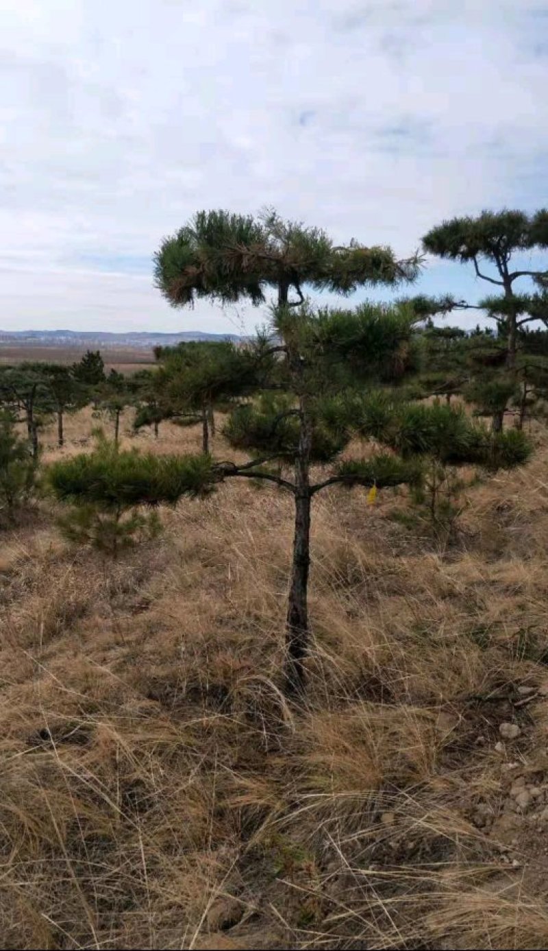 出售各规格造型松工程树造型树工程树占地树杯苗小苗