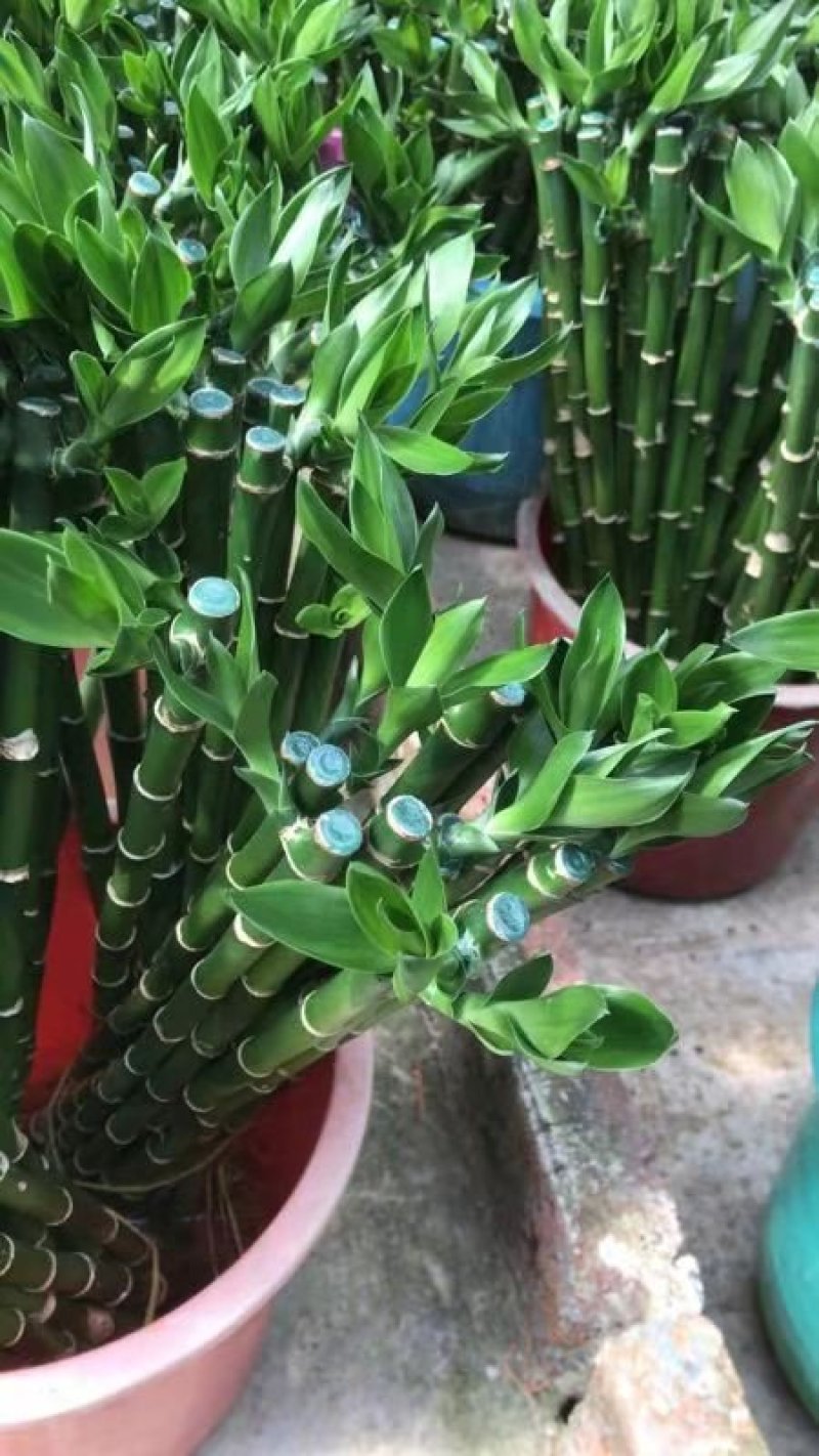 开运竹带根富贵竹水培植物易养活