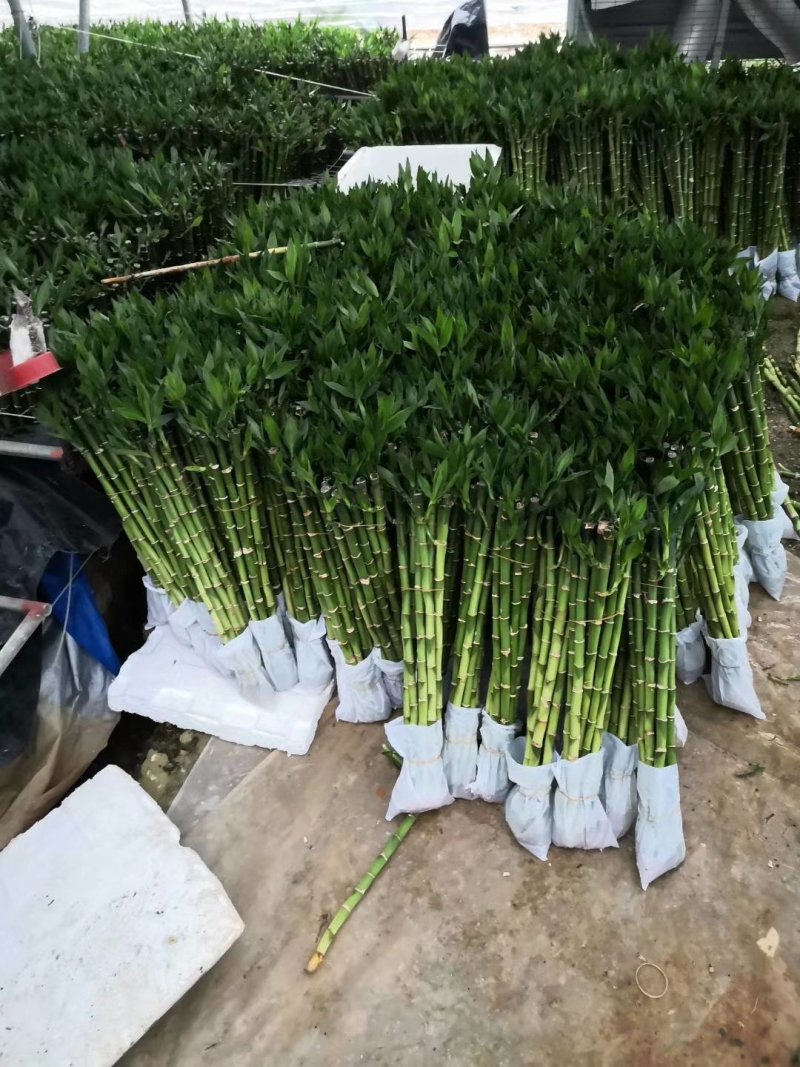 开运竹带根富贵竹水培植物易养活