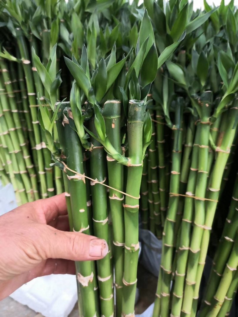 开运竹带根富贵竹水培植物易养活