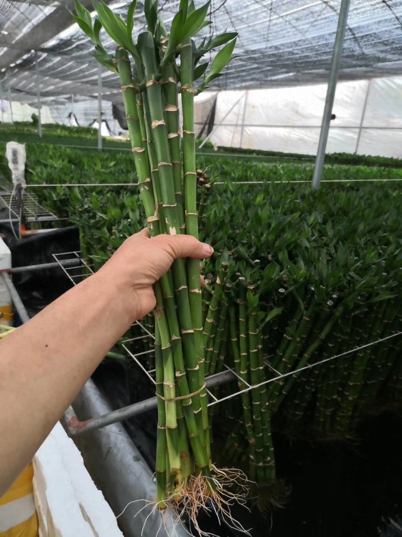 开运竹带根富贵竹水培植物易养活