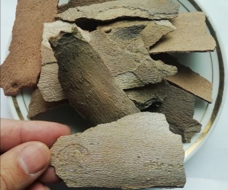 梧桐白皮，产地直供道地药材，药典标准支持线上交易保障