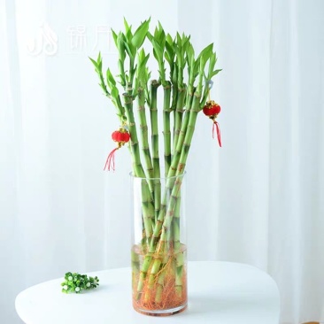 开运竹带根富贵竹水培植物易养活